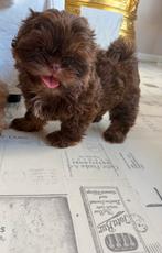 Prachtige raszuivere shih tzu pup choco color, Dieren en Toebehoren, Honden | Chihuahua's en Gezelschapshonden, Overige rassen