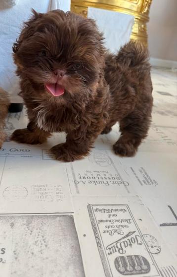 Prachtige raszuivere shih tzu pup choco color beschikbaar voor biedingen