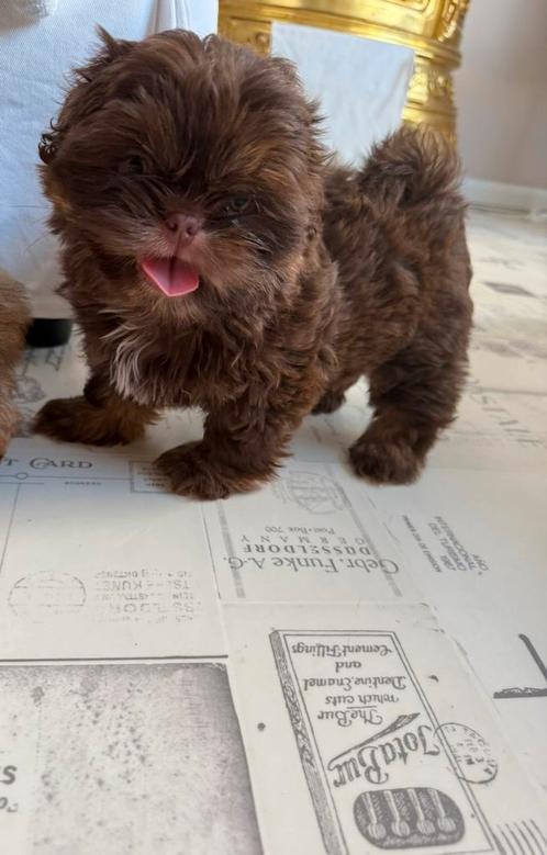 Prachtige raszuivere shih tzu pup choco color, Dieren en Toebehoren, Honden | Chihuahua's en Gezelschapshonden, Meerdere dieren
