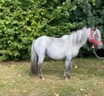 Super mooie lieve grote maat shetlander ruin., Dieren en Toebehoren, Pony's, Recreatiepony, Ontwormd