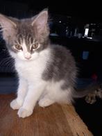 Maicoon Kittens, Dieren en Toebehoren, Poes, Gechipt, 0 tot 2 jaar