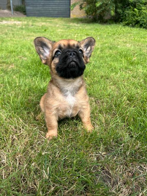 Fluffy Franse Bulldog teefje, Dieren en Toebehoren, Honden | Bulldogs, Pinschers en Molossers, Teef, Fokker | Hobbymatig, Eén hond