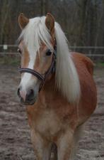 haflinger hengst 2½ J. (Winterball x Monsoon)(met videolink), Dieren en Toebehoren, Paarden, Minder dan 160 cm, 0 tot 2 jaar, Hengst
