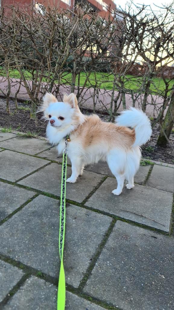 Chihuahua dekreu met FCI (niet te koop), Dieren en Toebehoren, Honden | Dekreuen, Reu, Fokker | Hobbymatig, Meerdere, Nederland