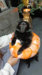 Hond, Ophalen of Verzenden, Zo goed als nieuw