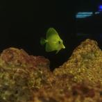 Gele doktersvis nakweek - Zebrasoma flavescens, Dieren en Toebehoren, Vissen | Aquariumvissen, Vis, Zoutwatervis