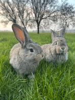 Mooie vlaamse reus, Mannelijk, Groot