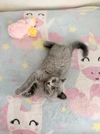 Nog *1* Britse Korthaar kitten Geënt & Gechipt, Dieren en Toebehoren, Katten en Kittens | Raskatten | Korthaar, Meerdere dieren