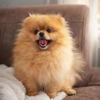 Ervaren dekreu pomeriaan met fci stamboom, Particulier, Keeshond, Reu, Buitenland