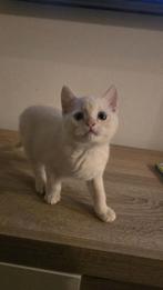 Britse korthaar kitten, Dieren en Toebehoren, Katten en Kittens | Overige Katten