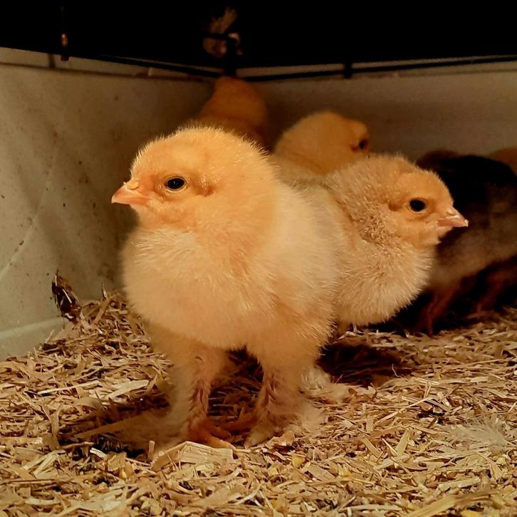 Brahma columbia buff kuikens/hennen, Dieren en Toebehoren, Pluimvee, Kip, Meerdere dieren