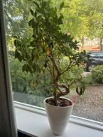 Plant, Bloeit niet, Overige soorten, 100 tot 250 cm, Ophalen