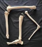 Anatomische  Mens Beenderen / Botten Anatomie- fysio Studie, Ophalen of Verzenden, Zo goed als nieuw