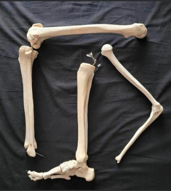 Anatomische  Mens Beenderen / Botten Anatomie- fysio Studie, Verzamelen, Overige Verzamelen, Zo goed als nieuw, Ophalen of Verzenden