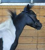 Prachtig zwartbont 1e premie NMPRS hengstje, Dieren en Toebehoren, Pony's, Hengst, 0 tot 2 jaar