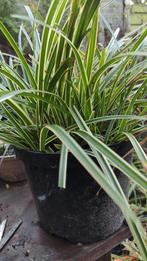 Carex morrowii variegata, Ophalen, Siergrassen, Halfschaduw