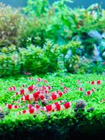 Zeer mooie Crystal Red garnalen, Kreeft, Krab of Garnaal