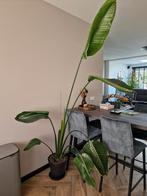 Strelitzia Nicolai een voor €13,50  per stuk  kamerplant, Ophalen, Palm, In pot, 150 tot 200 cm
