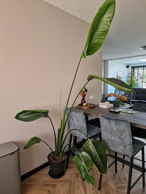Strelitzia Nicolai een voor €13,50  per stuk  kamerplant, Huis en Inrichting, Kamerplanten, Palm, 150 tot 200 cm, Groene kamerplant