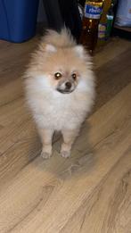 Pomeriaan pup 6 maandjes, Dieren en Toebehoren, Honden | Poolhonden, Keeshonden en Oertypen, 15 weken tot 1 jaar, Teef, Eén hond