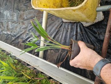 trachycarpus wagerianus  beschikbaar voor biedingen