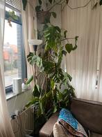 Zeer grote monstera deliciosa, Huis en Inrichting, Kamerplanten, 200 cm of meer, Overige soorten, In pot, Groene kamerplant