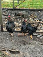 Jonge barnevelder hanen, Dieren en Toebehoren, Mannelijk, Kip