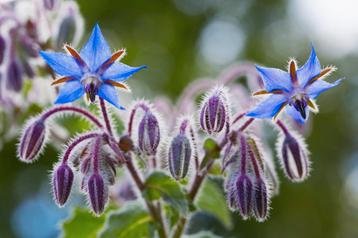 Moestuin bloemen starterkit beschikbaar voor biedingen