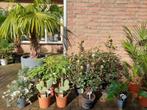 Verschillende (mediterrane) tuinplanten. Vanaf € 10,-, Tuin en Terras, Zomer, Vaste plant, Overige soorten, Ophalen