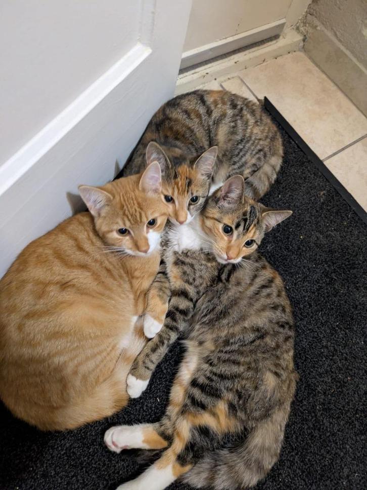 Drie 6-maanden-oude kittens, Dieren en Toebehoren, Katten en Kittens | Overige Katten, Kortharig, Meerdere dieren, 0 tot 2 jaar