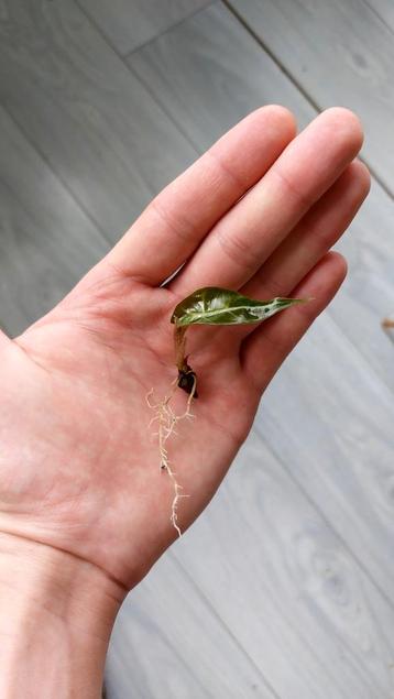 Alocasia Polly (Amazonica) Baby Plantjes beschikbaar voor biedingen