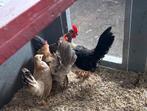 Serama kip en hanen, Dieren en Toebehoren, Pluimvee, Meerdere dieren
