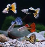 Gezocht guppen, Dieren en Toebehoren, Vissen | Aquariumvissen, Vis, Zoetwatervis, Schoolvis
