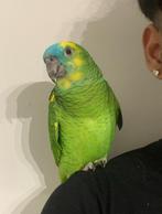 Lieve blauwvoorhoofd amazone vrouw, Dieren en Toebehoren, Vogels | Parkieten en Papegaaien, Vrouwelijk, Papegaai, Pratend