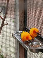 Zon parkieten, Mannelijk, Parkiet