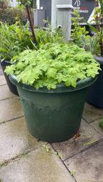 Biologische Geranium in grote bloempot., Vaste plant, Lente, Overige soorten, Ophalen