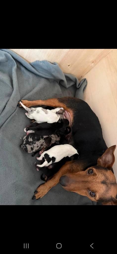 Mooie jack russell pups, Dieren en Toebehoren, Honden | Jack Russells en Terriërs, Meerdere dieren, Jack Russell Terriër, Fokker | Hobbymatig