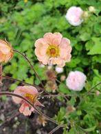 Geum Mai Tai, Ophalen of Verzenden, Volle zon, Zaad
