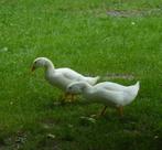 Witte eenden, Dieren en Toebehoren, Pluimvee, Mannelijk, Eend