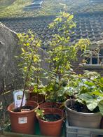 Herfstframboos in grote pot bio, Zomer, Ophalen of Verzenden, Groenteplanten, Eenjarig