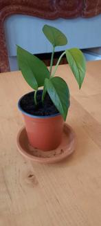 Stekje van de Epipremnum aureum, Huis en Inrichting, Kamerplanten, Ophalen, Overige soorten, Minder dan 100 cm