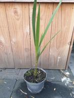 Butia capitata var. odorata, Ophalen, Volle zon, Overige soorten, Minder dan 100 cm