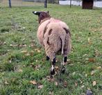 Dekram van 2025, Dieren en Toebehoren, Mannelijk, Schaap