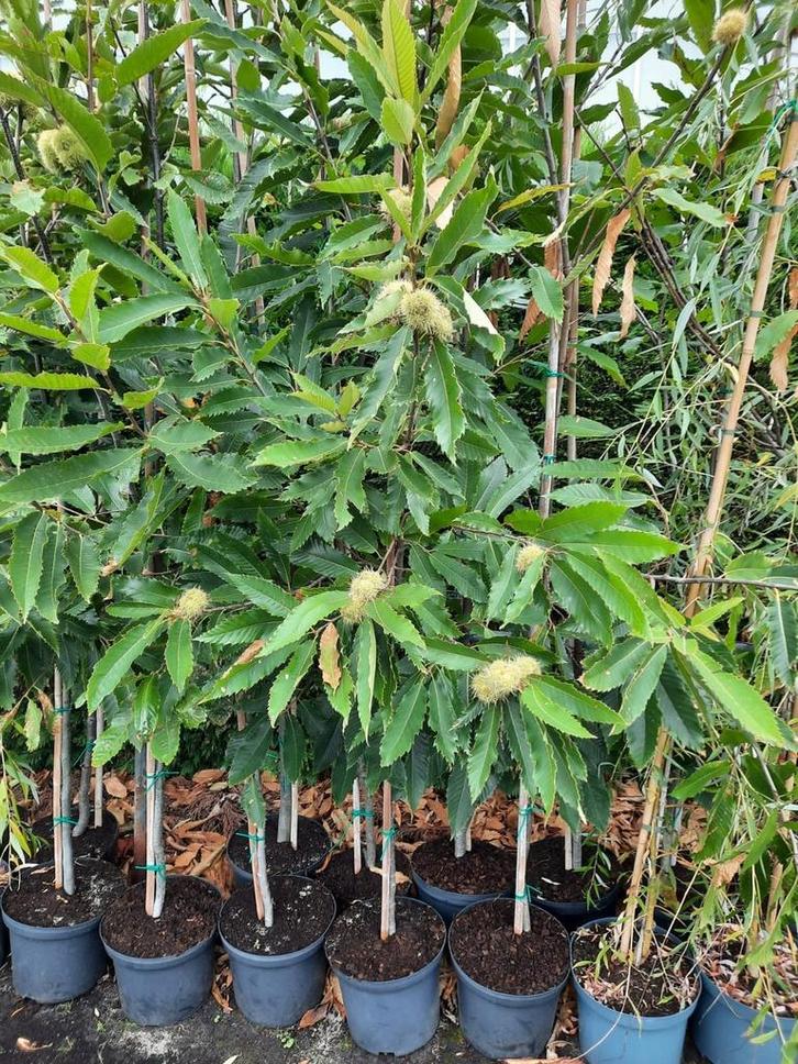 Castanea sativa (tamme kastanje), Tuin en Terras, Planten | Tuinplanten, Overige soorten, Volle zon, Ophalen