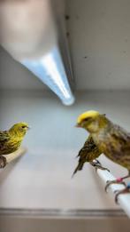 Lizard kanaries, Dieren en Toebehoren, Meerdere dieren, Postuurkanarie