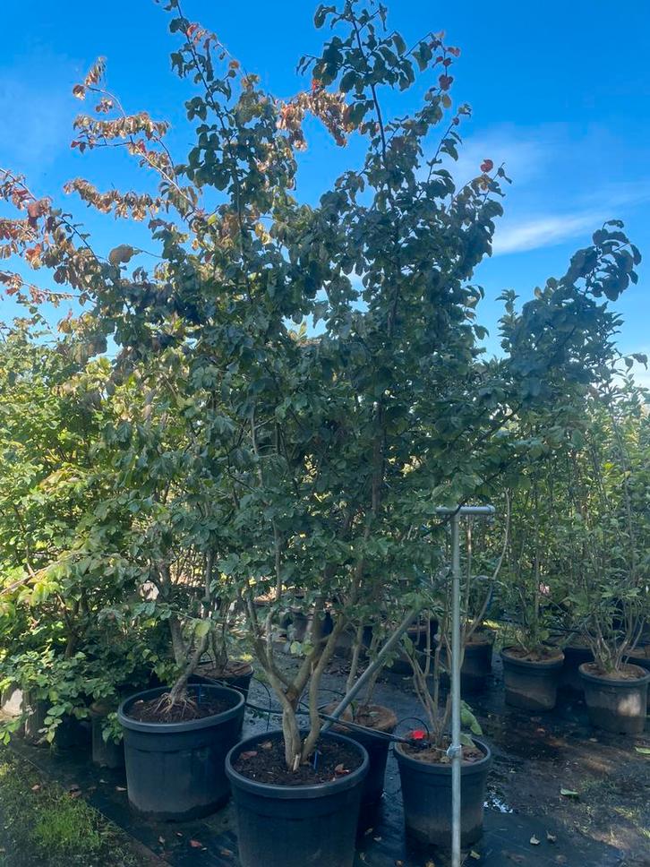Parrotia persica meerstam leverbaar tot 400 cm hoog!, Tuin en Terras, Planten | Bomen, Overige soorten, 250 tot 400 cm, Volle zon