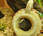 Mesvis (zwarte geest/black ghost) te koop, Dieren en Toebehoren, Vis, Zoetwatervis