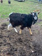 Mooie Toggenburger bok, Dieren en Toebehoren, Mannelijk, Geit