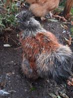 Usa zijdehoen haan, Dieren en Toebehoren, Mannelijk, Kip