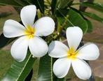 Plumeria frangipani tempelboom Maya varigated zeldzaam, Tuin en Terras, Planten | Tuinplanten, Ophalen of Verzenden, Zomer, Volle zon